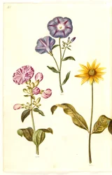 Saponaria officinalis (saponaire officinale); Convolvulus tricolor (liseron tricolore); Helianthus (?) (tournesol)