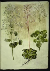 Saxifraga rotundifolia (saxifrage à feuilles rondes); Saxifraga umbrosa (saxifrage des bois); Saxifraga geum (fleur de porcelaine)