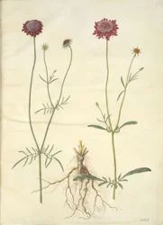 Scabiosa atropurpurea (fleur de veuve)