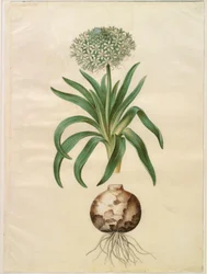 Scilla peruviana (jacinthe géante)