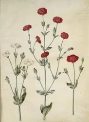Silene coronaria (couronne de silène)