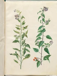 Solanum dulcamara (douce-amère)