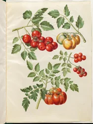 Solanum lycopersicum L. (tomate commune)