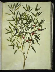 Solanum pseudocapsicum (corail de Jérusalem)