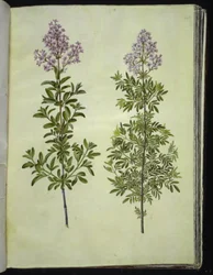 Syringa ×laciniata (syringa laciniata)