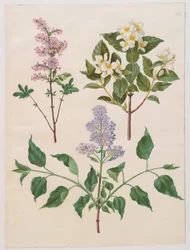 Syringa x persica ; Philadelphus coronarius ; Syringa vulgaris