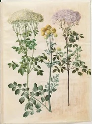 Thalictrum aquilegiifolium (pigamon à feuilles d