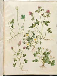 Trifolium repens (trèfle blanc) ; Trifolium pratense (trèfle rouge) ; Oxalis corniculata (oxalide corniculée) ; Trifolium incarnatum (trèfle incarnat) ; Oxalis acetosella (oxalide des bois)