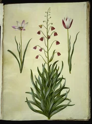 Tulipa clusiana (tulipe de Clusius); Fritillaria persica (fritillaire persane)