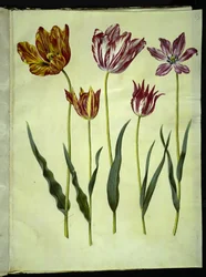 Tulipa gesneriana (tulipe)