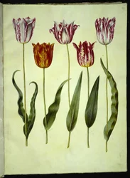 Tulipa gesneriana (tulipe de jardin)