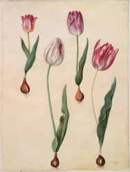 Tulipa gesneriana (tulipe de jardin)