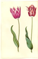 Tulipa gesneriana (tulipe de jardin)