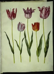 Tulipa gesneriana (tulipe de jardin)