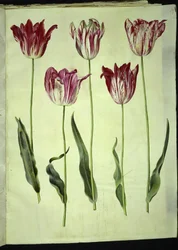 Tulipa gesneriana (tulipe de jardin)