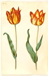Tulipa gesneriana (tulipe de jardin)