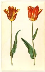 Tulipa gesneriana (tulipe de jardin)