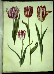 Tulipa gesneriana (tulipe de jardin)