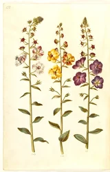 Verbascum blattaria (molène blattaire); Verbascum phoeniceum (molène pourpre)