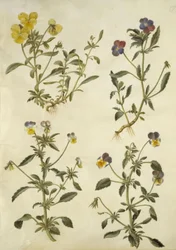 Viola cornuta ; Viola tricolor