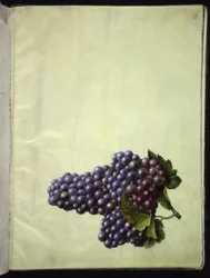 Vitis vinifera (vigne commune)