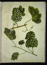 Vitis vinifera (vigne commune)