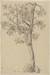 Sorbier des oiseleurs