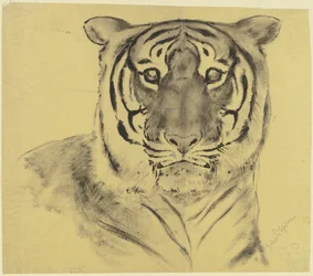 Tigre