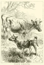 Vache et veau