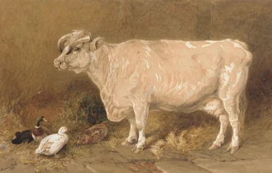 Vache avec des canards dans une grange
