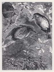 Apprendre à voler (gravure)