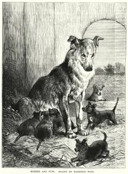 Mère et chiots