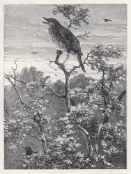 Le concert des oiseaux