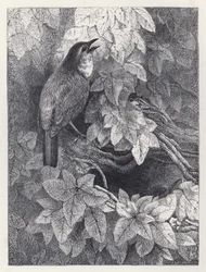 Le nid des rouges-gorges (gravure)