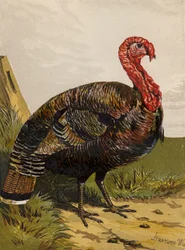 Dinde (chromolithographie)