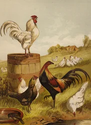 Bantams blancs et de jeu