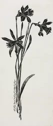 Jonquilles