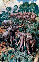 Éléphants détruisant une palmeraie