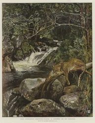 Le repos du léopard, un coin de mon jardin