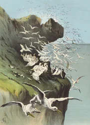 Fous de Bassan