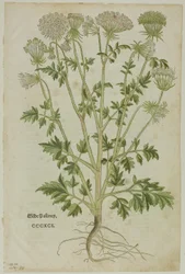 Feuille du Nouveau Kreuterbuch par Leonhart Fuchs, planche 97 de Gravures sur bois des livres du XVIe siècle