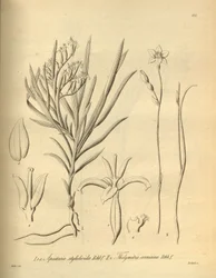 Apostasia wallichii (comme Apostasia stylidioides) - Thelymitra cornicina