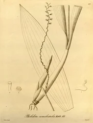 Illustration de Pholidota camelostalix