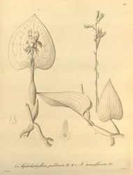 Ce fichier provient de la Bibliothèque du patrimoine de la biodiversité, et est disponible en ligne sur biodiversitylibrary.org/page/696488
