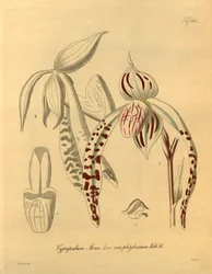 Ce fichier provient de la Bibliothèque du patrimoine de la biodiversité, et est disponible en ligne sur biodiversitylibrary.org/page/698357