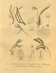 Ce fichier provient de la Bibliothèque du patrimoine de la biodiversité et est disponible en ligne sur biodiversitylibrary.org/page/698365