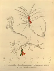 Ce fichier provient de la Bibliothèque de la biodiversité et est disponible en ligne sur biodiversitylibrary.org/page/696484