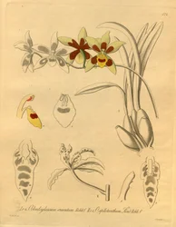 Ce fichier provient de la Bibliothèque de la biodiversité et est disponible en ligne sur biodiversitylibrary.org/page/698370