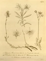 Ce fichier provient de la Bibliothèque du patrimoine de la biodiversité, et est disponible en ligne sur biodiversitylibrary.org/page/696497