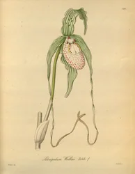 Ce fichier provient de la Bibliothèque du patrimoine de la biodiversité, et est disponible en ligne sur biodiversitylibrary.org/page/698377